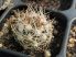Escobaria robbinsorum SB464