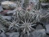 Grusonia clavata SB93