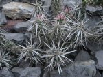 Grusonia clavata SB93