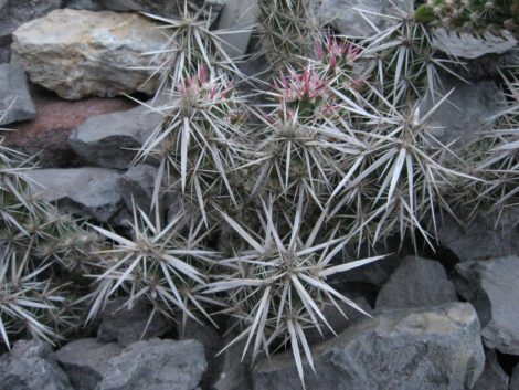 Grusonia clavata SB93