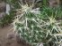 Grusonia clavata SB93