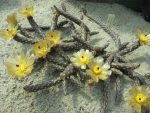 Pterocactus tuberosus DJF188