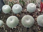 Epithelantha unguispina PP1360