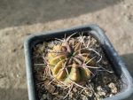 Echinopsis obrepanda JO179 (2.)