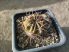Echinopsis obrepanda JO179 (2.)