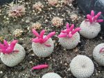 Epithelantha micromeris JM101