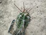 Trichocereus werdermannianus WS249