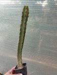 Trichocereus p.