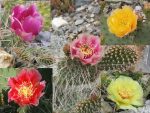 Winter hardy Opuntia seed mix