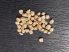 Winter hardy Opuntia seed mix