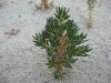 Maihuenia patagonica Malargüe, Mendoza, Arg.