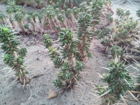 Maihuenia patagonica JN408