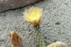 Pterocactus gonjianii DJF329 Pterocactus gonjianii DJF329