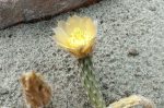Pterocactus gonjianii DJF329