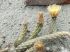 Pterocactus gonjianii DJF329