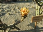   Cylindropuntia ramosissima Bullhead City, Mohave Co., AZ, USA