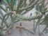 Cylindropuntia ramosissima Bullhead City, Mohave Co., AZ, USA