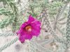 Cylindropuntia spinosior DJF149.01 Calabasas, AZ, USA