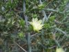 Cylindropuntia leptocaulis