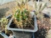 Echinopsis candicans JN978 Echinopsis candicans JN978