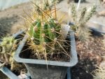 Echinopsis candicans JN978
