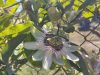 Passiflora caerulea (kék golgotavirág) Passiflora caerulea (kék golgotavirág)
