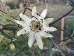 Passiflora caerulea (hardy passion flower)
