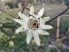Passiflora caerulea (kék golgotavirág)