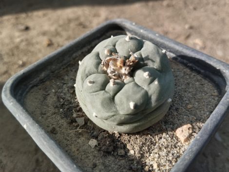 "Ariocarpus" (L.) will.