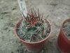 Pyrrhocactus multicolorispinus JB142