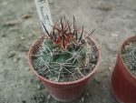 Pyrrhocactus multicolorispinus JB142