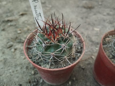 Pyrrhocactus multicolorispinus JB142
