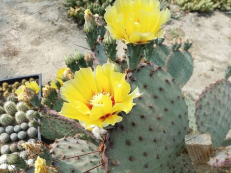 Opuntia macrocentra SB911 Opuntia macrocentra SB911