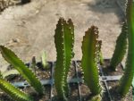 Hylocereus undatus - dragon fruit (white inside)