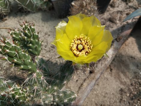 Grusonia moelleri x aggeria Grusonia moelleri x aggeria