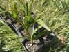 Chamaerops humilis (lószőrpálma, európai törpepálma) Chamaerops humilis (lószőrpálma, európai törpepálma)