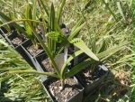 Chamaerops humilis (lószőrpálma, európai törpepálma)