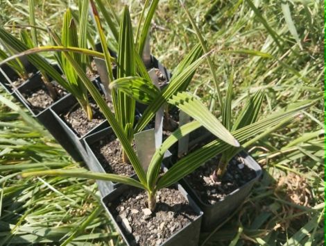 Chamaerops humilis (lószőrpálma, európai törpepálma)