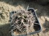 Echinocereus sp.