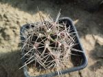 Echinocereus sp.