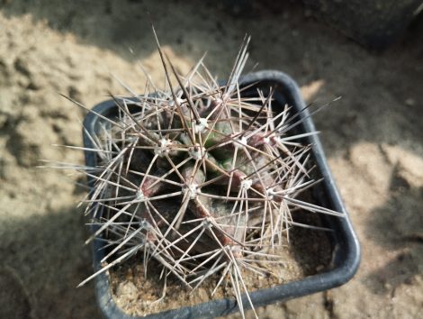 Echinocereus sp.