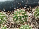 Acanthocalycium spiniflorum SE11