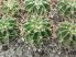 Acanthocalycium spiniflorum SE11 Acanthocalycium spiniflorum SE11