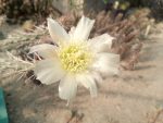 Grusonia marenae (Mareniopuntia marenae)