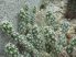 Grusonia bulbispina - 2x cuttings