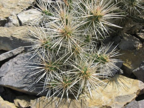 Cylindropuntia whipplei 'Snow Leopard'