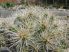 Cylindropuntia whipplei 'Snow Leopard'