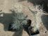 Cylindropuntia whipplei 'Snow Leopard'