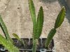 Hylocereus megalanthus - yellow dragon fruit (syn. Selenicereus m.)