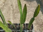   Hylocereus megalanthus - yellow dragon fruit (syn. Selenicereus m.)